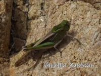 Europese treksprinkhaan [Locusta migratoria]